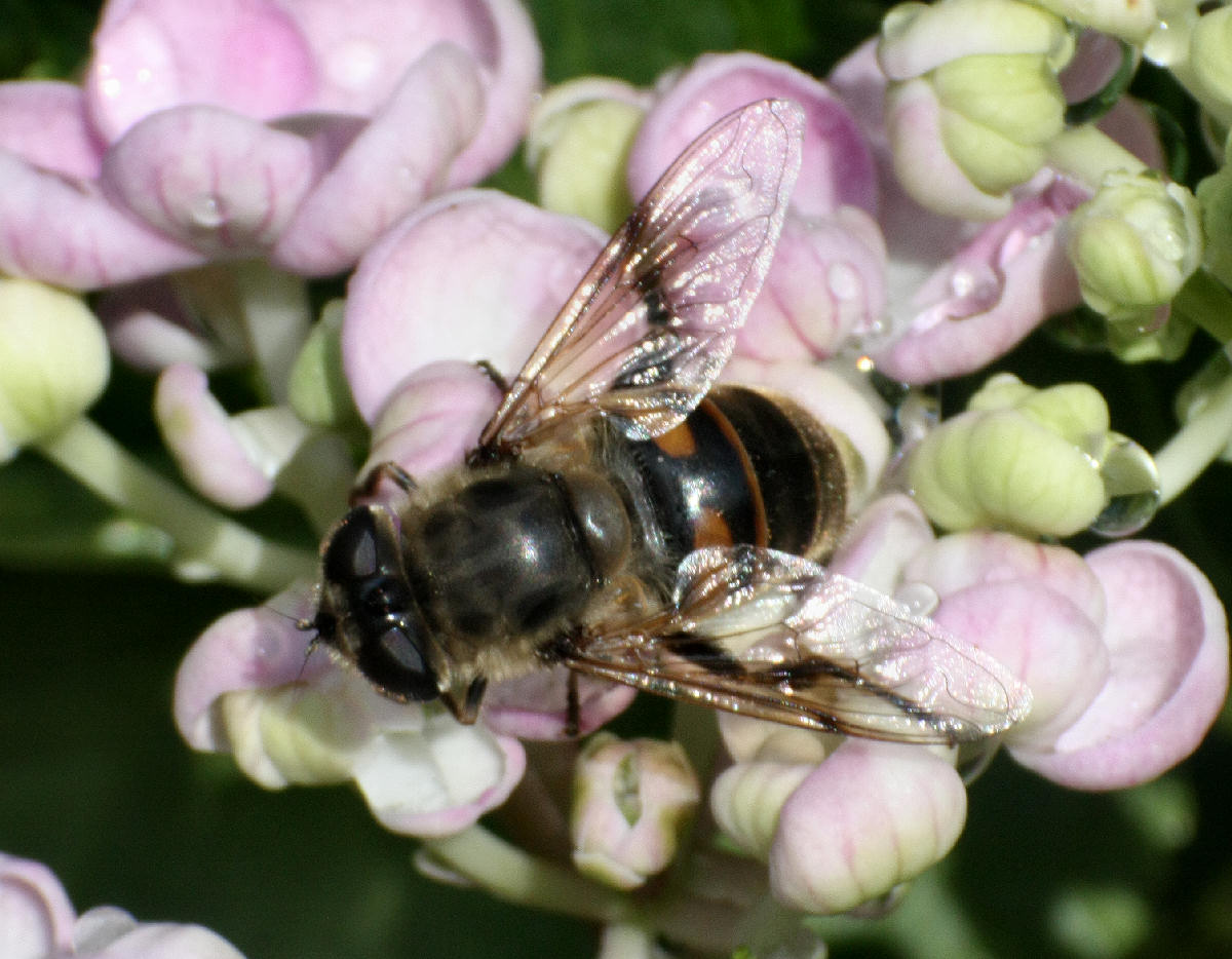 Eristalis sp.  - tenax ?  - maschio e femmina